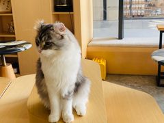 -瞄一喵猫咖(格力海岸店)