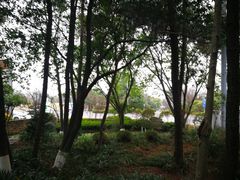-铁山坪森林公园