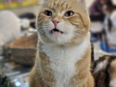-平行世界·猫咖(首经贸店)