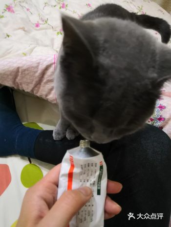 老公给猫咪买了化毛膏！上次买的猫咪不喜欢吃