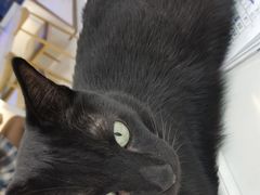 -喵园·猫主题咖啡厅·撸猫·猫咖(国贸店)