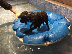 -Oh My Dog宠物沙龙(伊珊娜皮毛护理店)