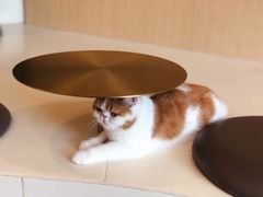 -飞行喵MR PILOT|猫舍·猫咖(静安大融城店)