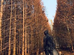 -桤木河湿地公园