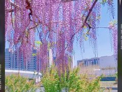 -嘉定紫藤园