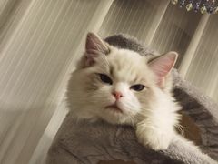 -momokira米努特·德文卷毛猫·棉花面纱犬