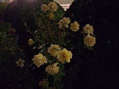 -北京九华山庄会展酒店