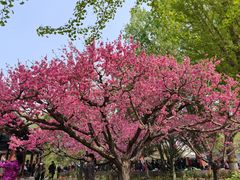 -莲花池公园