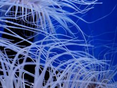 -上海海洋水族馆