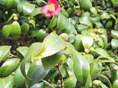 -青岛崂山太清宫