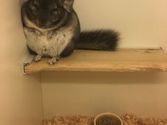 -龙猫仔乐园(惠福东路店)