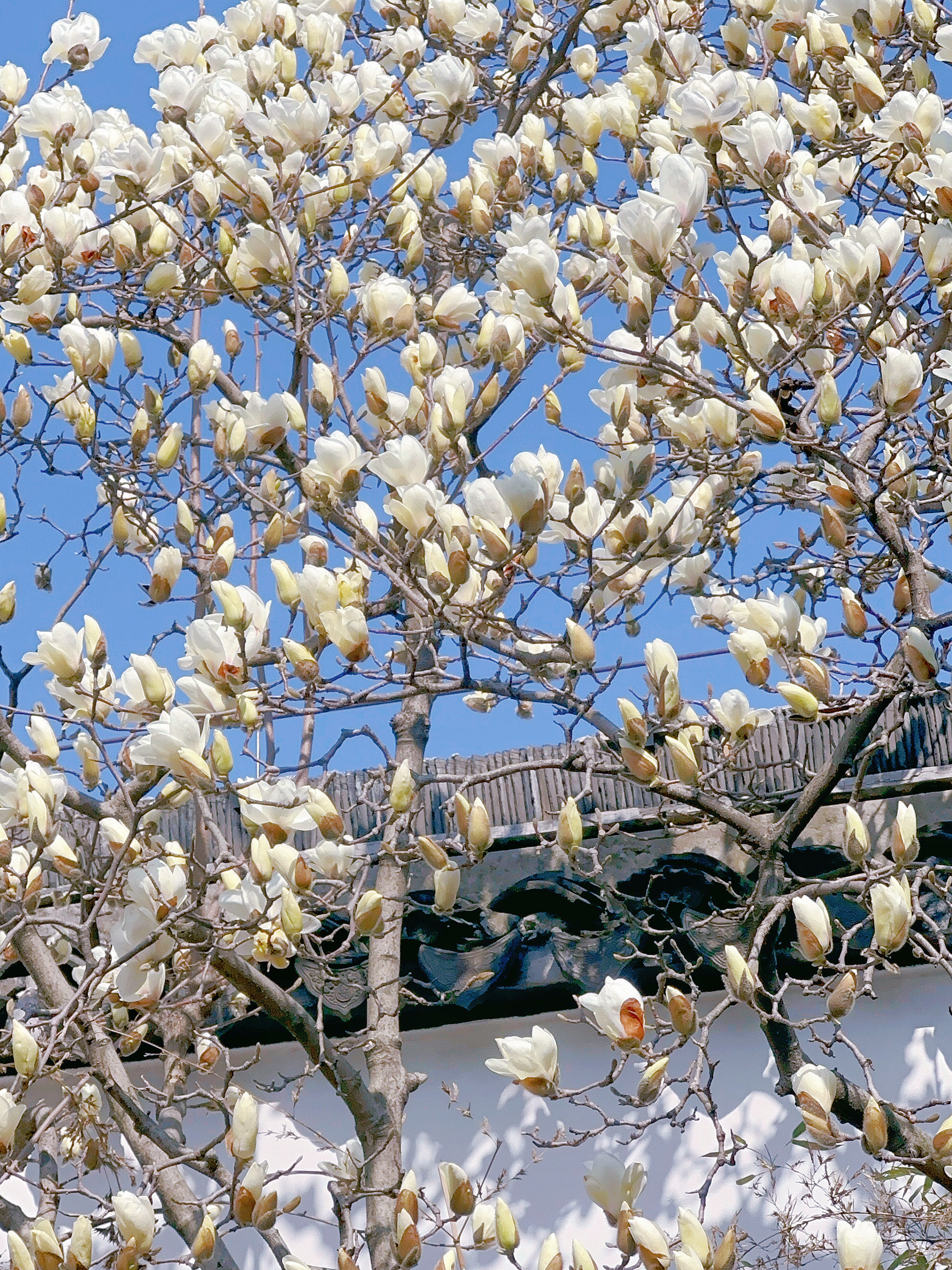 鹤山玉兰花园图片