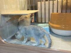 -1013 PET SHOP 宠物商店(近铁城市广场店)