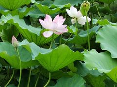 -荔湾湖公园