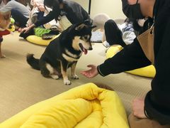 -逗柴咖啡屋·狗咖猫咖宠物桌游