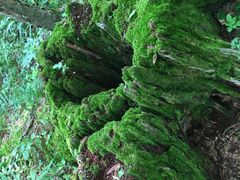 -五营红松林海景区