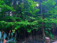 -桤木河湿地公园