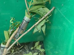 -上海大自然野生昆虫馆(东方明珠·爬宠昆虫探索中心)