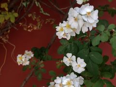 -北京石刻艺术博物馆(五塔寺)