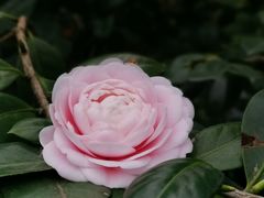 -金花茶公园
