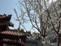 -桃花堤公园