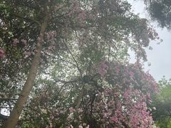 -深圳国际园林花卉博览园