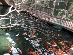 -南宫五洲植物乐园