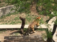 -石家庄市动物园