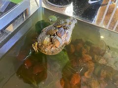 -酷以爬仙阁实体爬宠店·守宫·蜥蜴·专业繁育