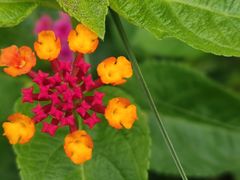 -眉山湿地公园(东坡区)