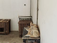 -石家庄市动物园