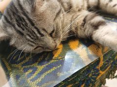 -平行世界·猫咖(首经贸店)