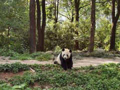 -中国大熊猫保护研究中心雅安碧峰峡基地