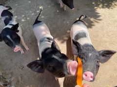 -泉州海丝野生动物世界