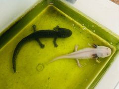 -北京观赏动物医院·24小时大型综合·猫专科·异宠专科