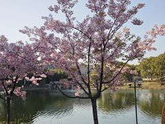 -新江湾城公园
