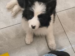 -柴犬小屋·柴餐厅·狗咖食堂(金鼎广场店)