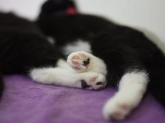 -鼓捣猫呢主题猫咖店
