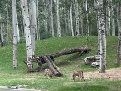-北京野生动物园