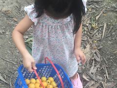 -塘栖枇杷特色园区