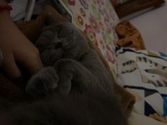 -纳吉亚猫专科动物医院博雅分院
