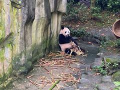 -都江堰中华大熊猫苑