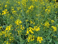 -神光山国家森林公园