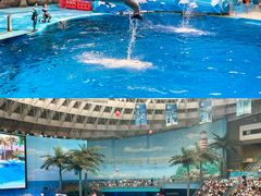 -海合安成都极地海洋公园