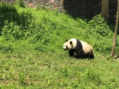 -都江堰中华大熊猫苑