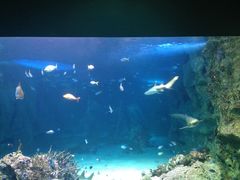 -悉尼海洋生物水族馆