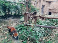 -成都动物园