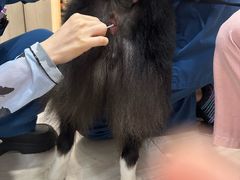 -申普宠物医院·眼科·心内科·影像科(普陀分院)