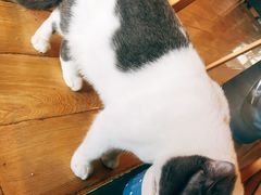 -Cappucimeow猫咪咖啡馆(韦伯时代店)