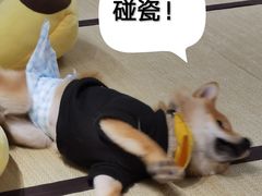 -逗柴咖啡屋·狗咖猫咖宠物桌游
